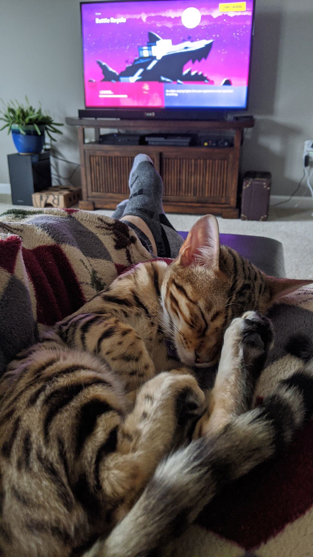 Evaki Gamer Nap Cat