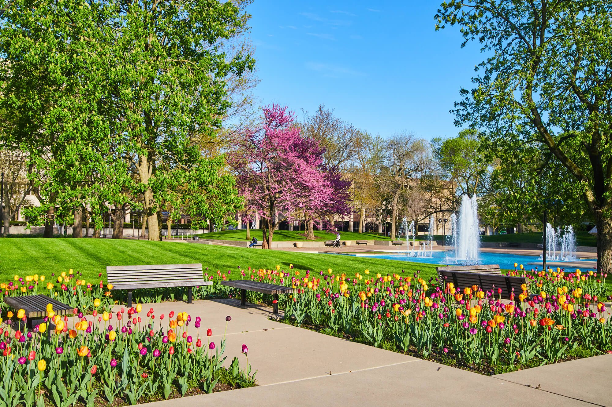 Showcasing the tulips with the fountain