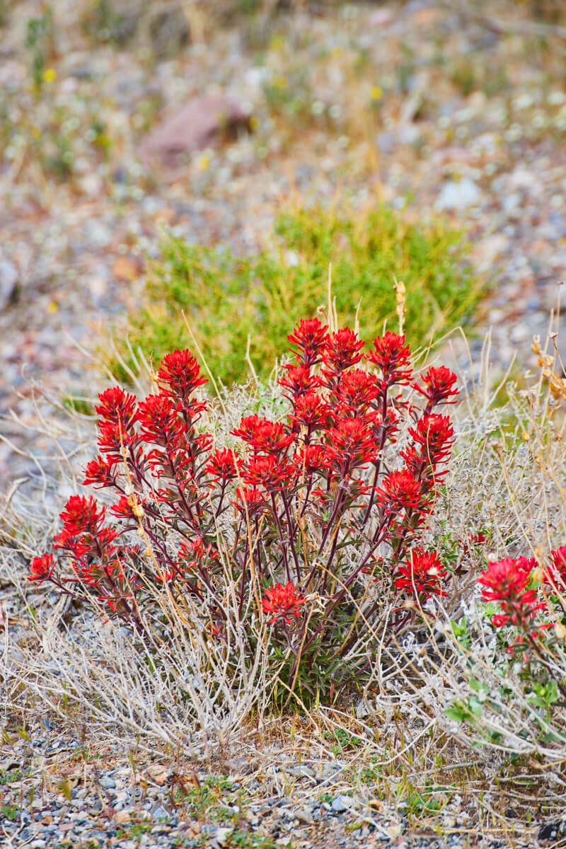 Red spring flowers on the journey
