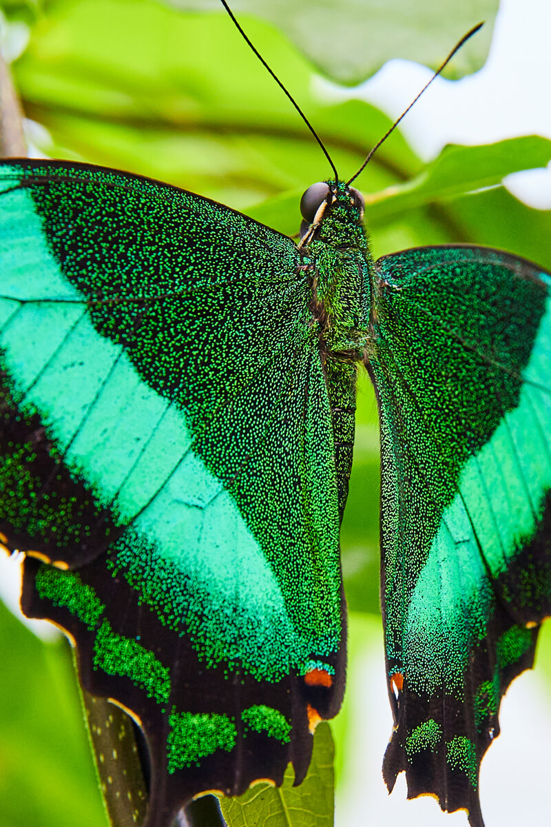 Detail of speckled green wings
