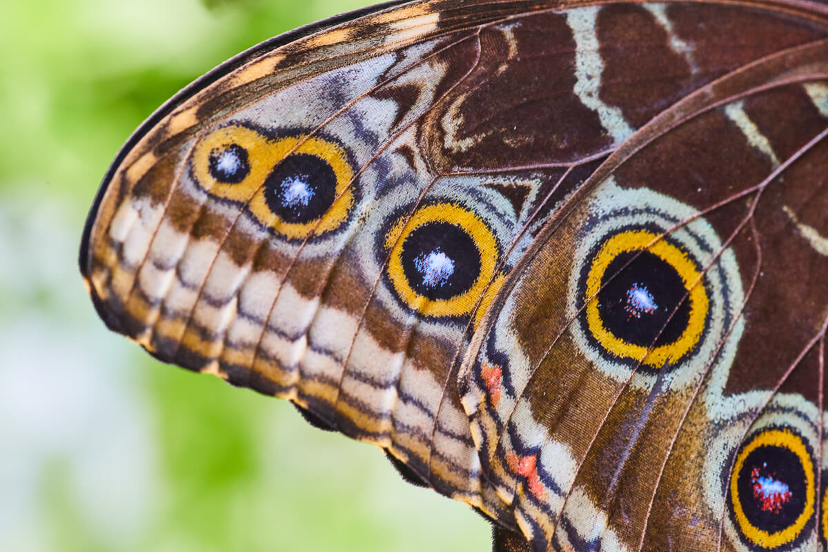 Detail view of one spotted wing