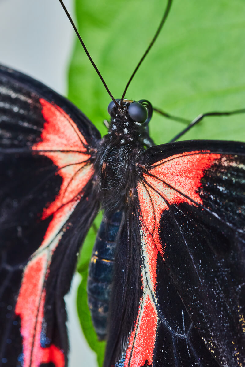 Back detail of black and red butterfly