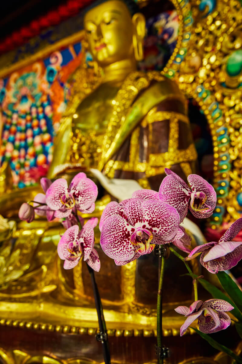 Orchids in Temple