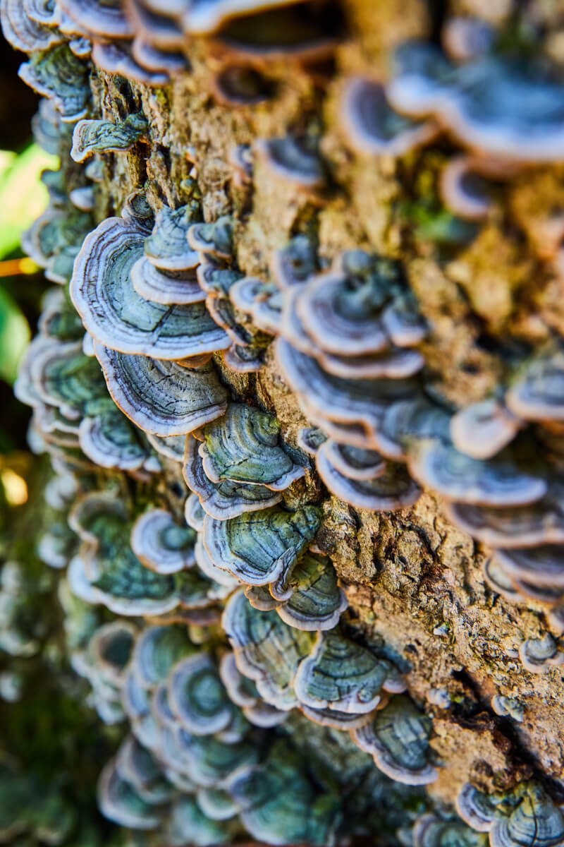 Detail of fungi covering tree log