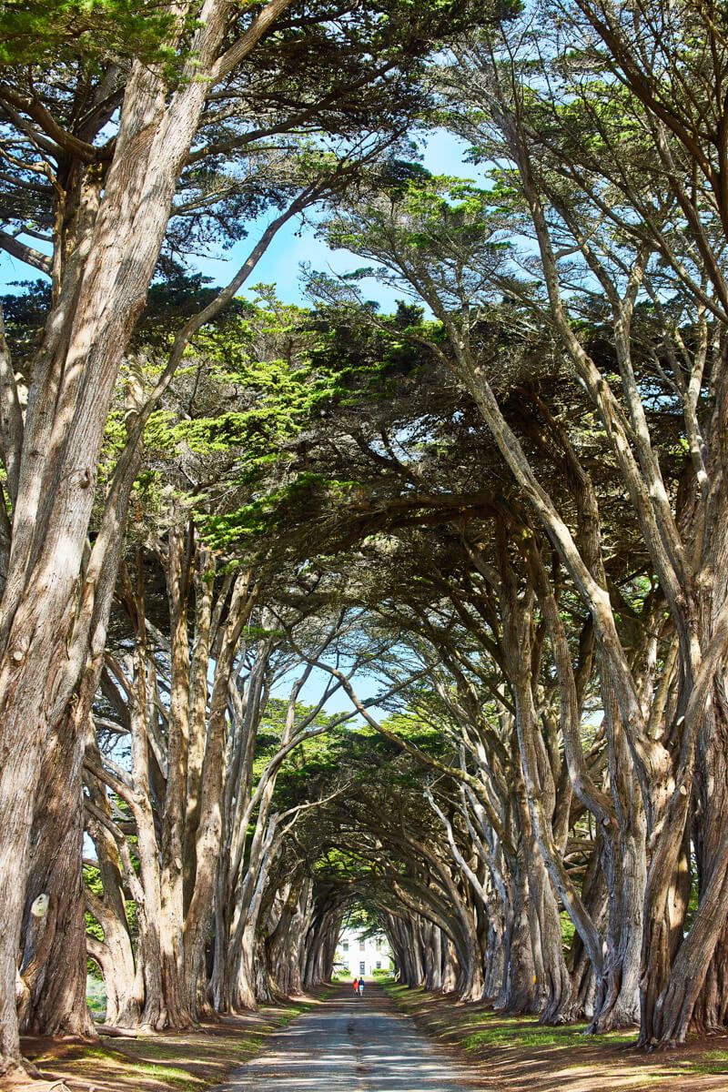 Stunning tunnel of Cypress trees