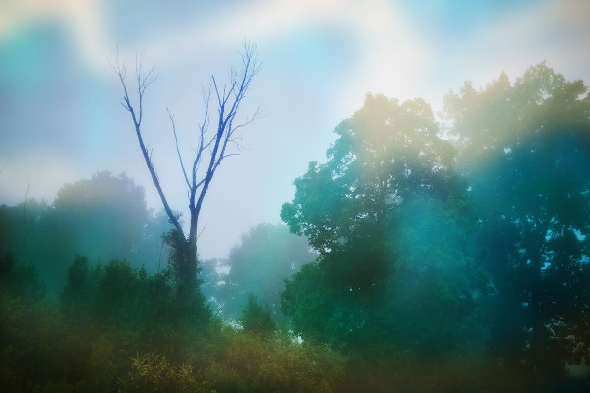 Foggy Morning Trees