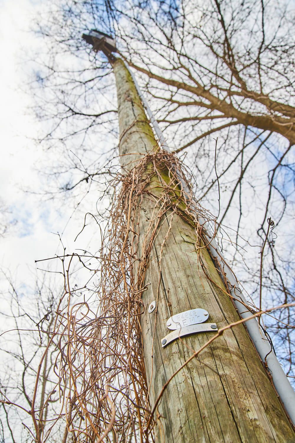 Telephone Pole at Fox Island County Park