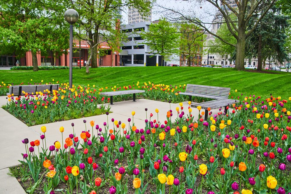 Benches surrounded by tulips