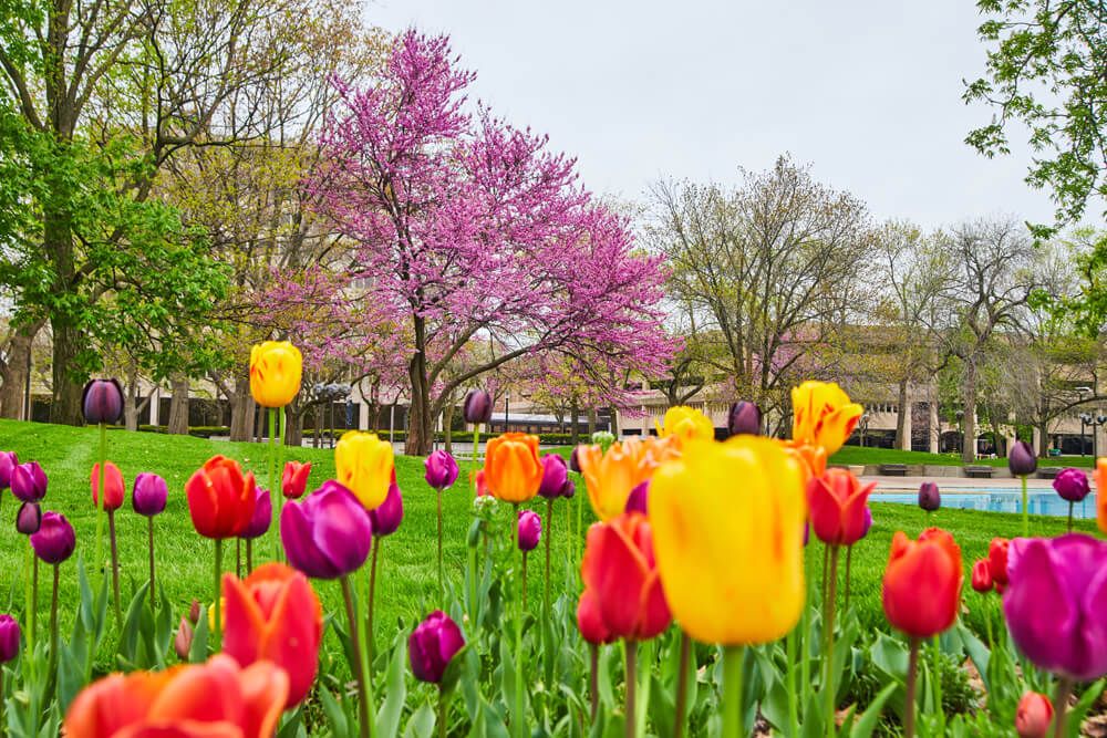 Colorful tulips with beautiful blossoming tree in background