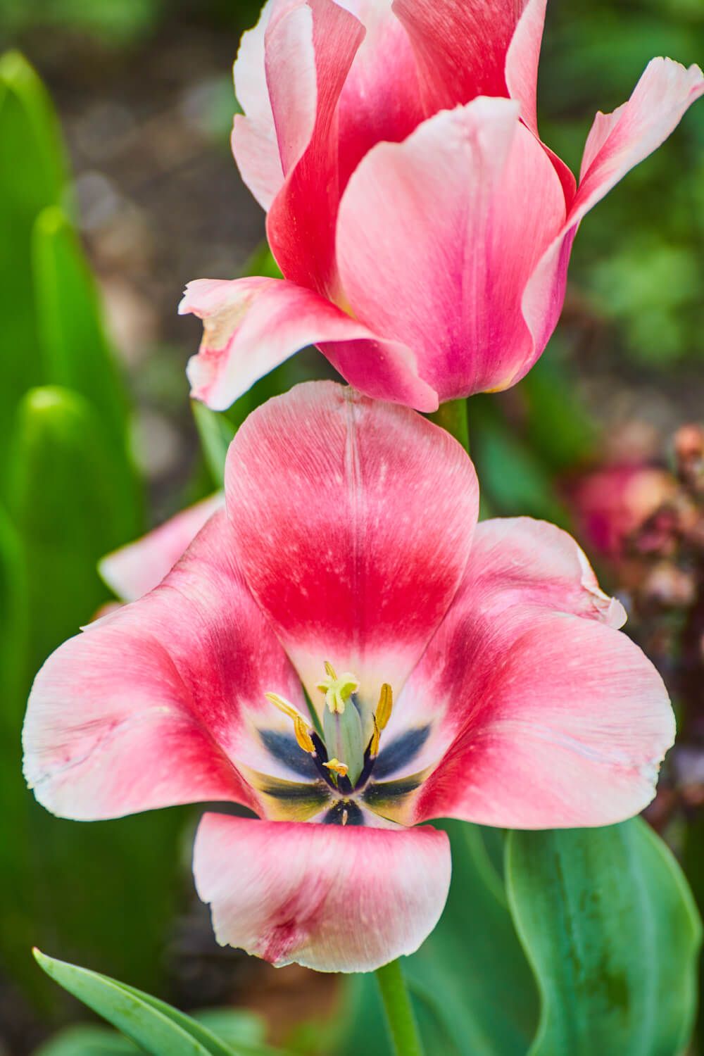 Close up of blossoming pink tulips
