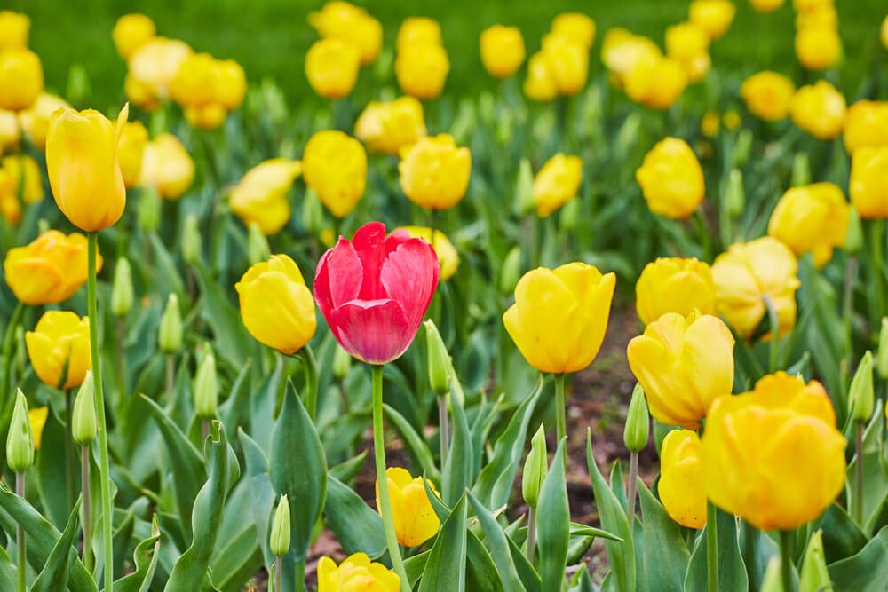 Lone red tulip in a field of yellow