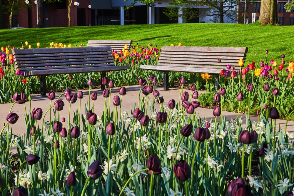 Dark purple tulips next to benches