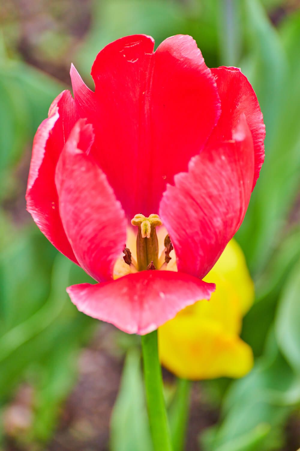 Up close inside a red tulip