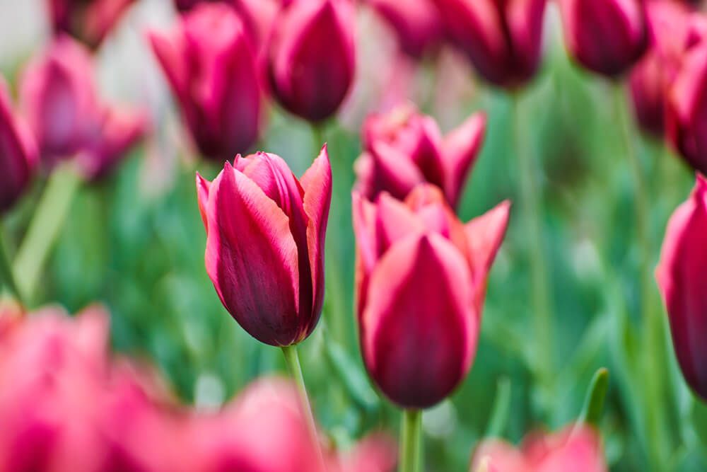 Detail of pink and purple tulips