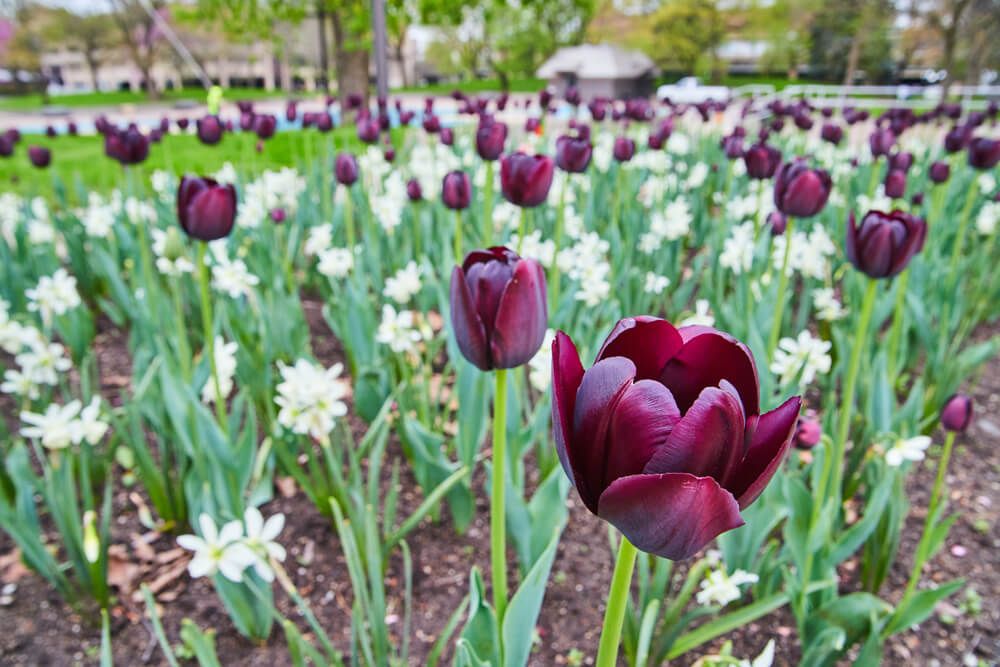 Detail of purple tulips surrounded by white flowers
