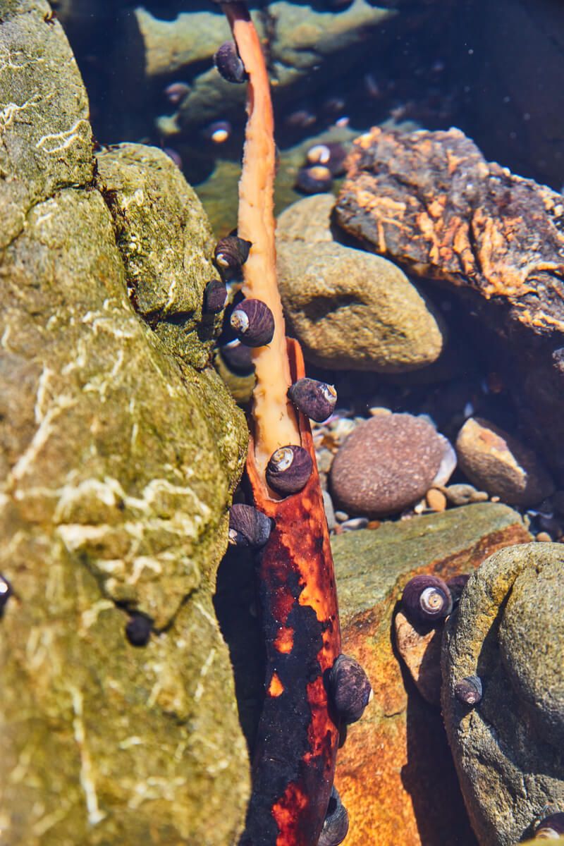 Tide Pool snails