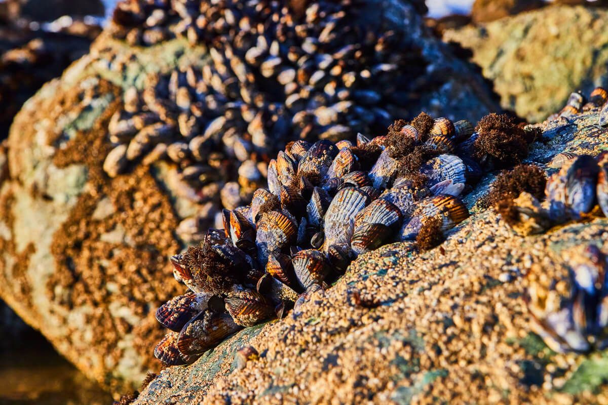Detail of mussels