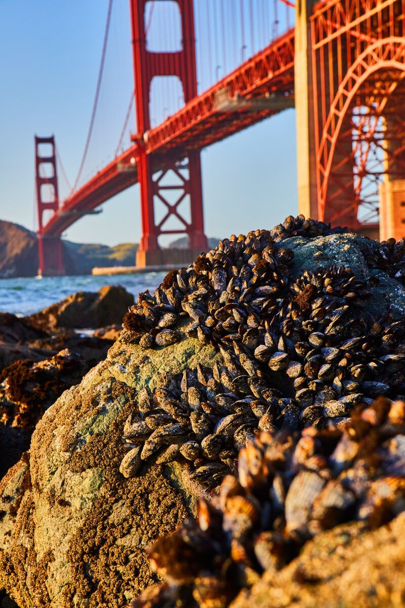 Mussels by the bridge