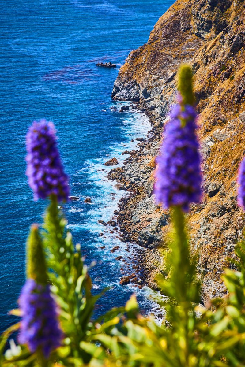 Flowers next to cliffs
