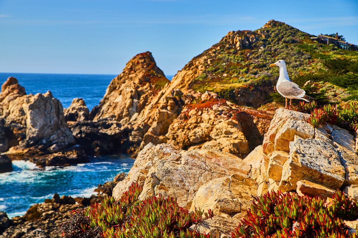 Seagull on the rocky coast