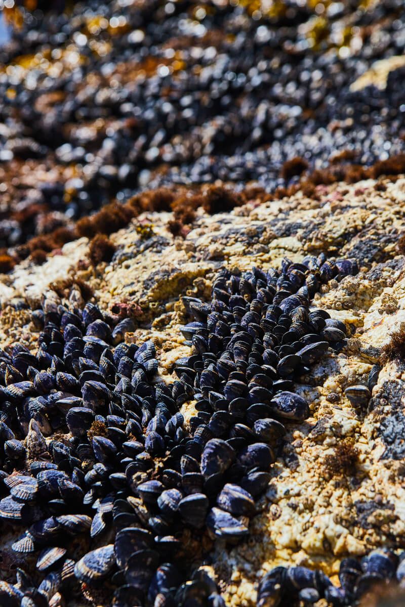 Thousands of mussels exposed in low tide