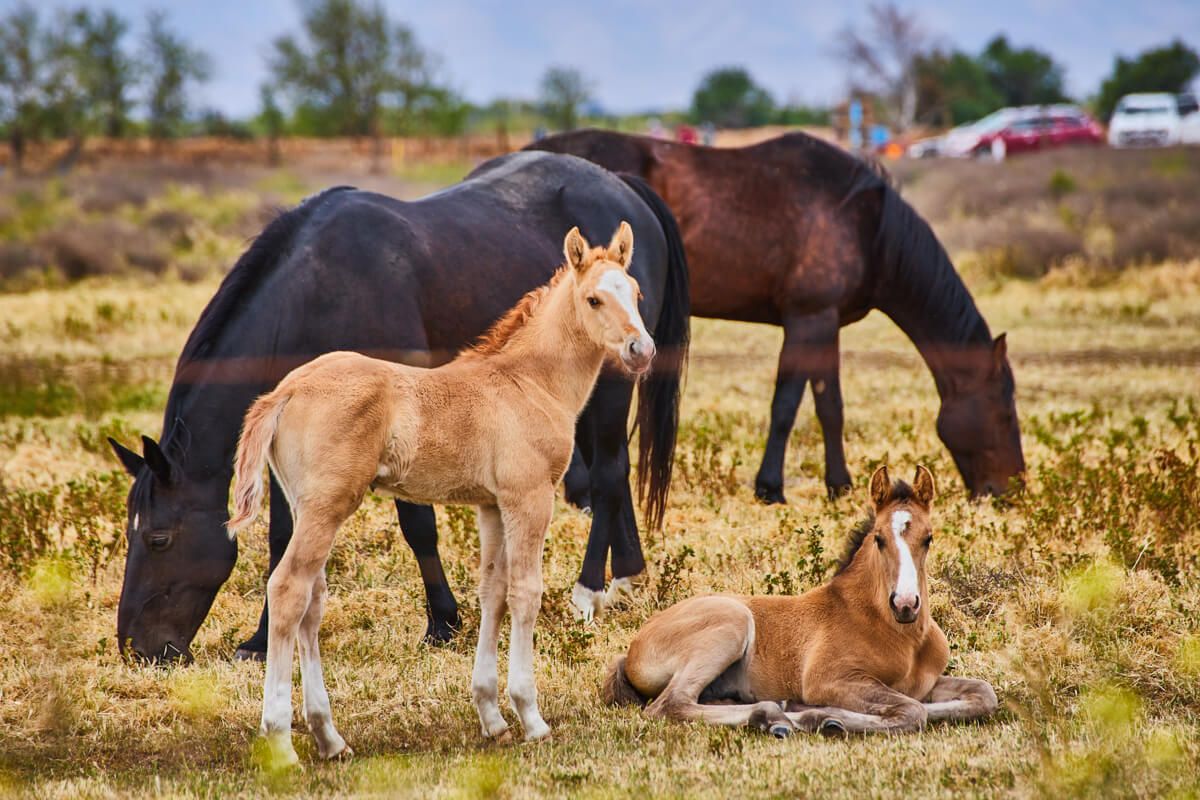 Adorable family of horses