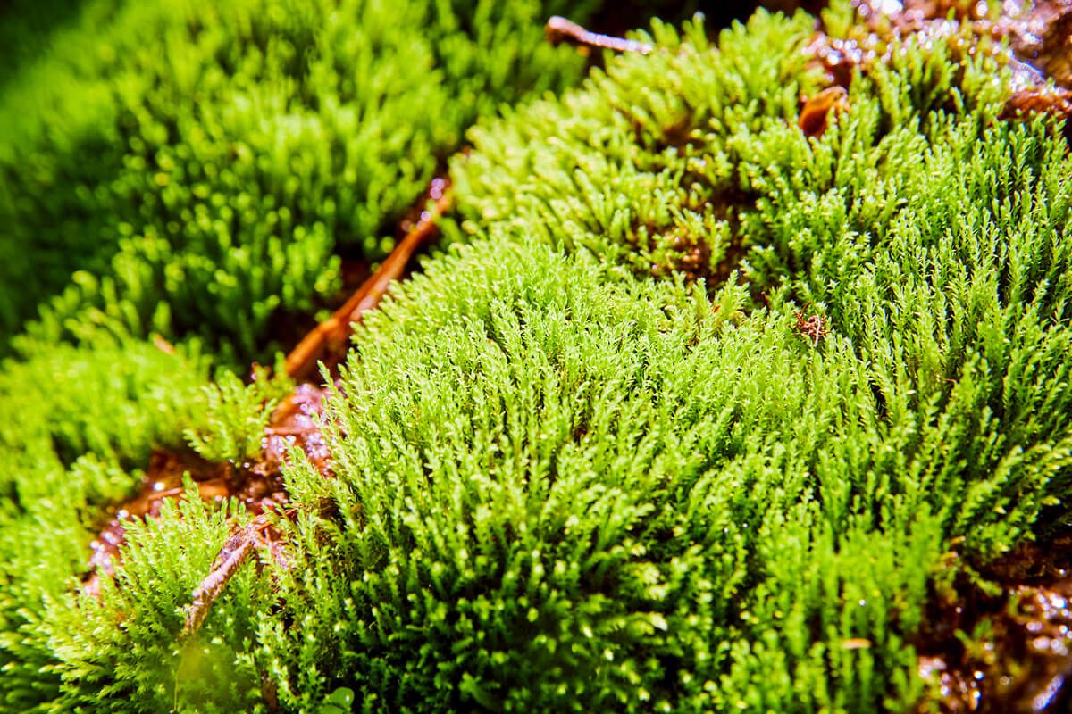 Lower Cascades Park Moss