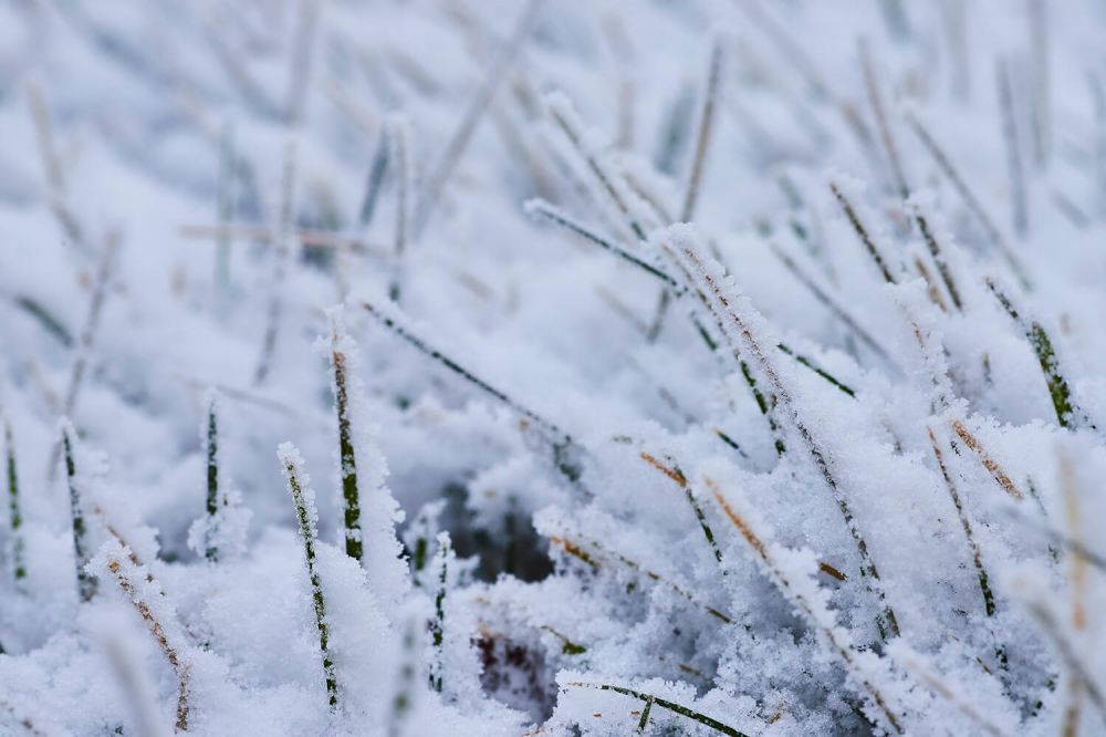 Macro Of Snowy Grass