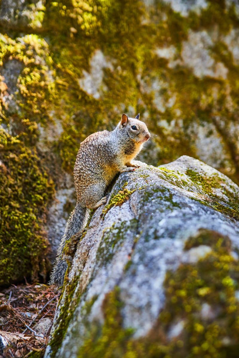 Adorable ground squirrel posing