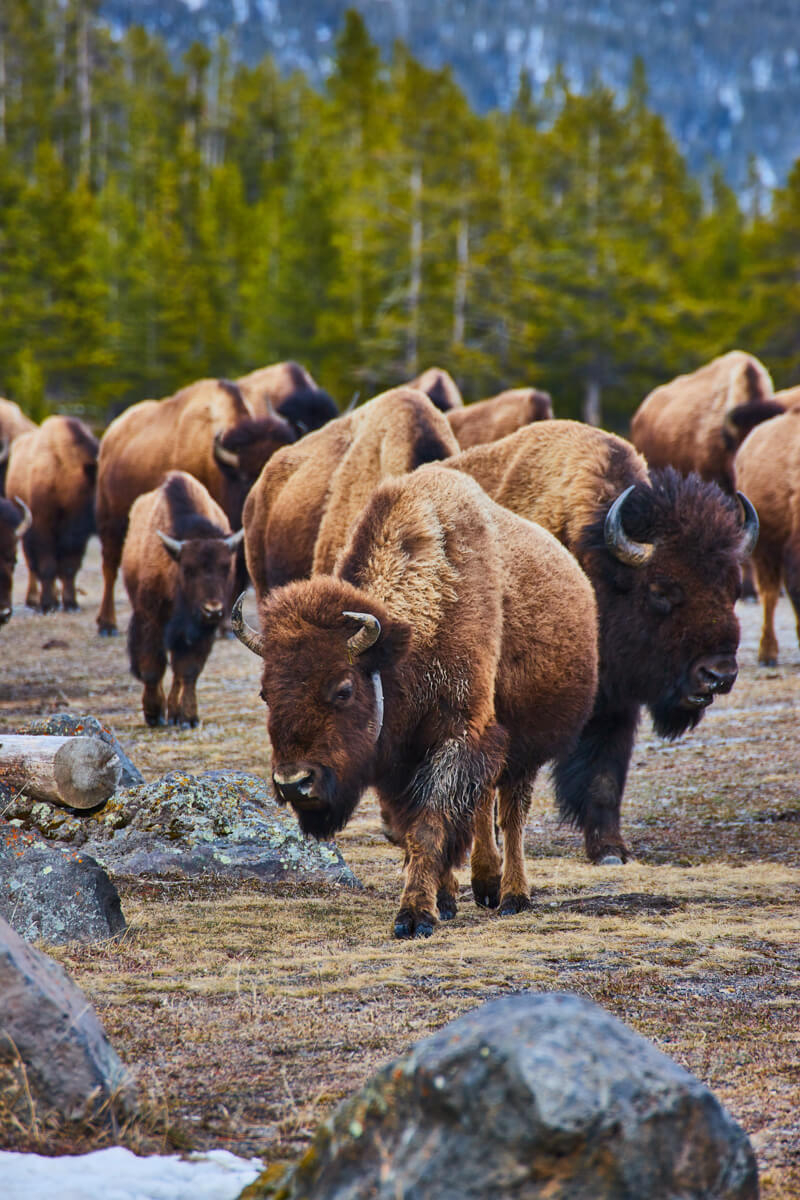Bison herd by mountains