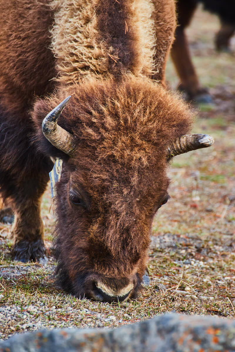 Detail of young bison