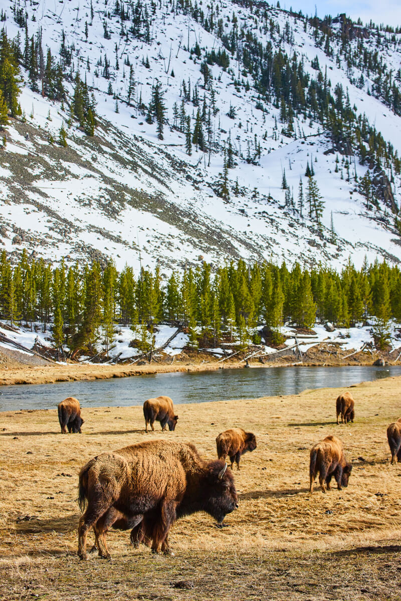 Bison along snowy mountains and river