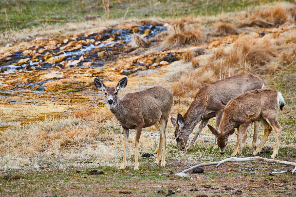 Deer spotted by hot springs