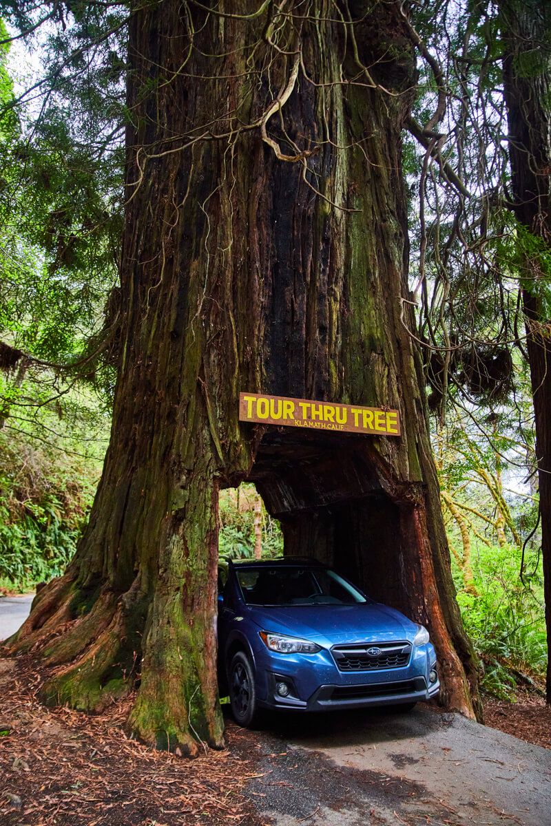Tour Thru Tree by Redwoods