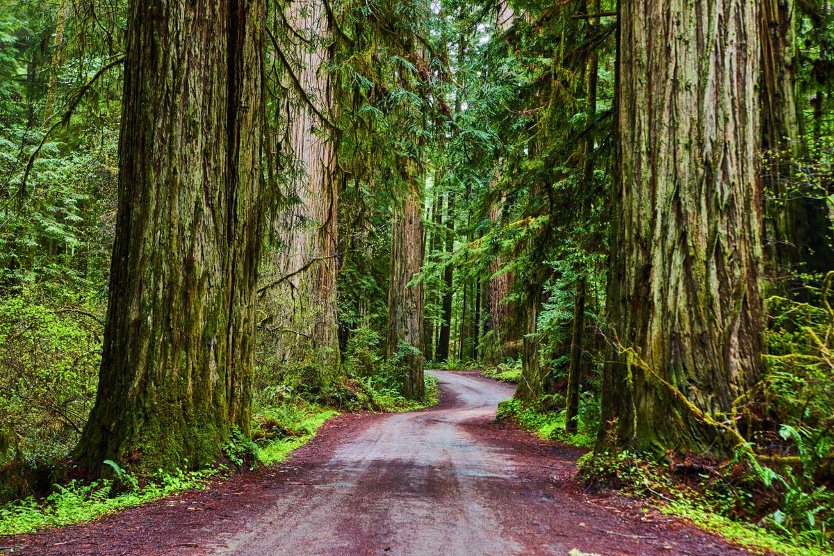 Path through large Redwoods