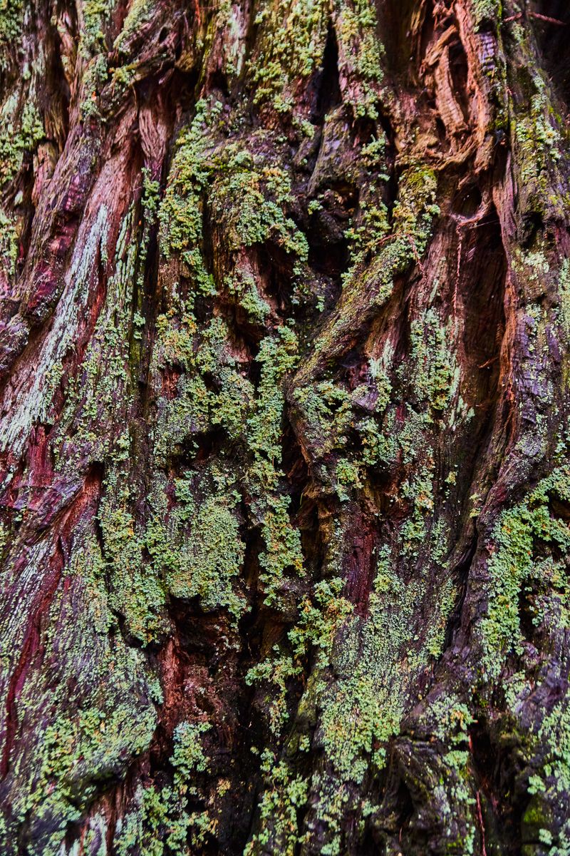 Redwood Bark Detail