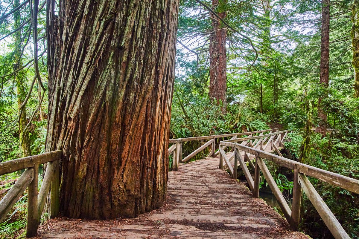 Redwoods through boardwalk