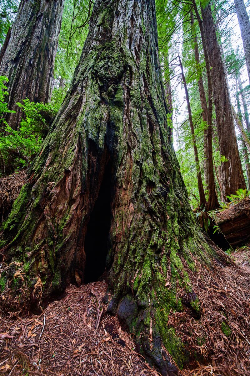 Eerie opening into Redwood