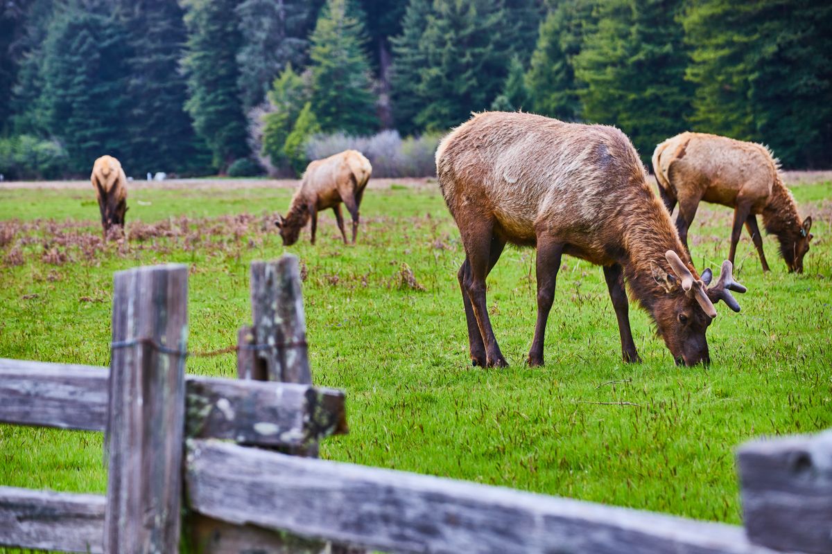 Elk by Visitors Center