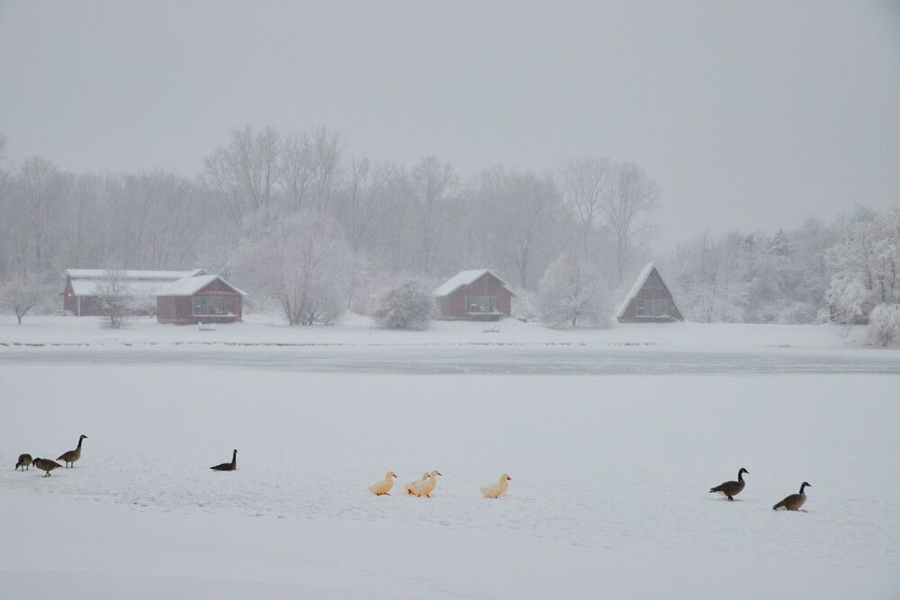 Ducks and geese making the journey across the frozen pond