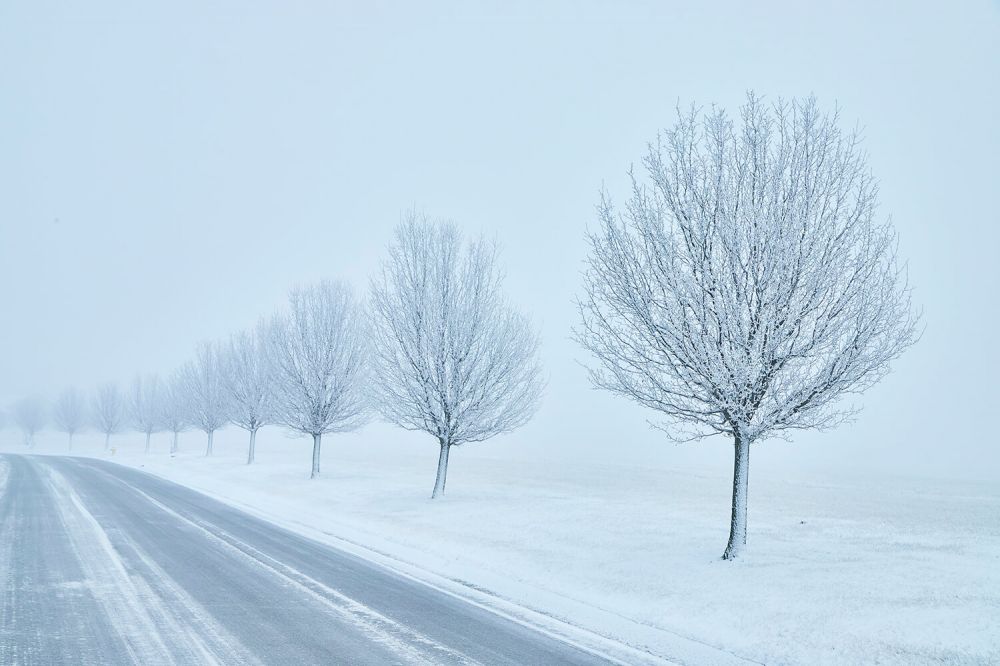 Snowy Trees On Road