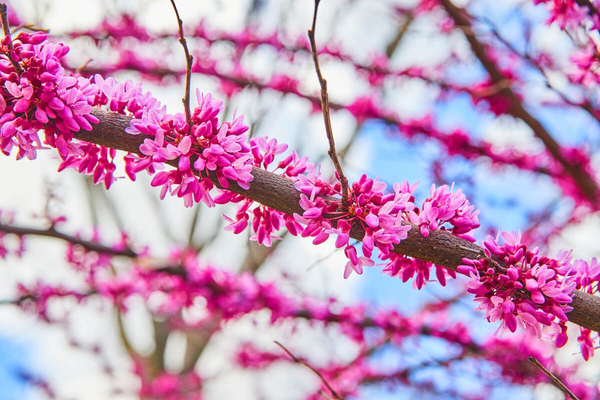 Beautiful cherry tree blossoms