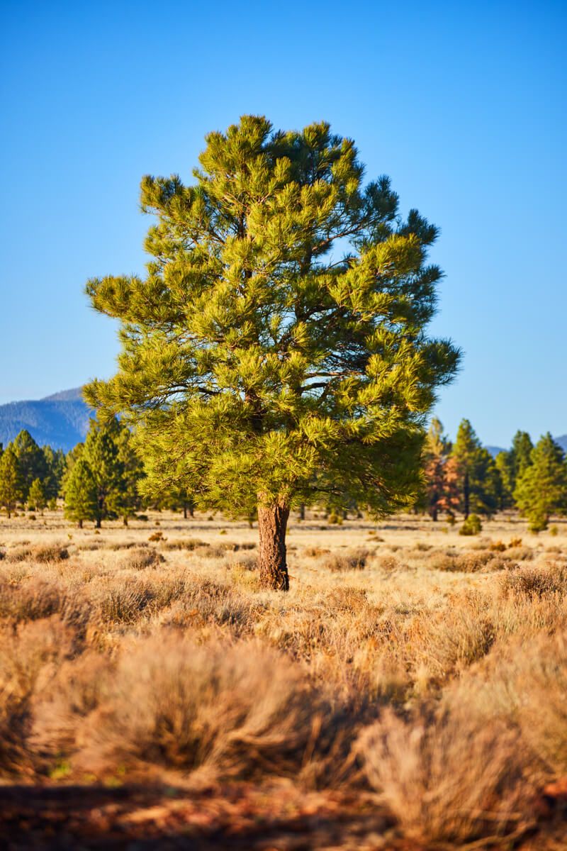 Beautiful lone tree in plains