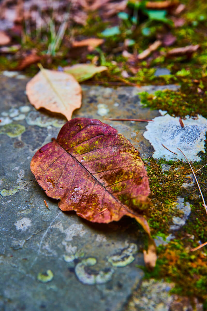 Fall leaves everywhere